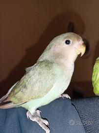 Inseparabili allevati a mano