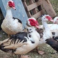 Eccellenti anatre mute