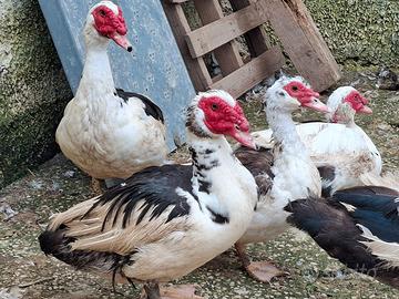 Eccellenti anatre mute