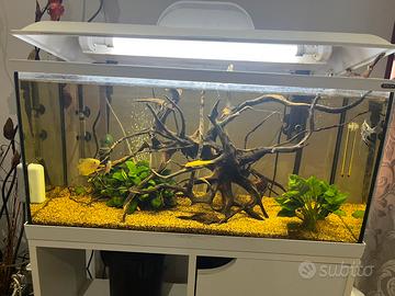 Aquario 80l