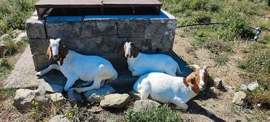 Capre razza boero femmina gravida più due maschi