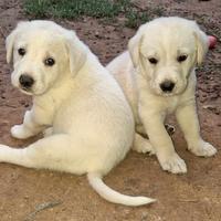 Cucciolo labrador mix in adozione