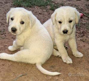 Cucciolo labrador mix in adozione