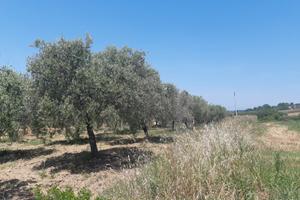 Terreno Uliveto