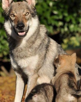 Cuccioli di lupo cecoslovacco