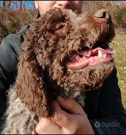 Lagotto romagnolo per monta