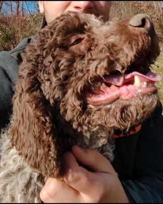 Lagotto romagnolo per monta