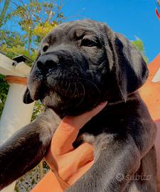 Cucciola cane corso