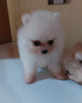 Spitz di pomerania toy