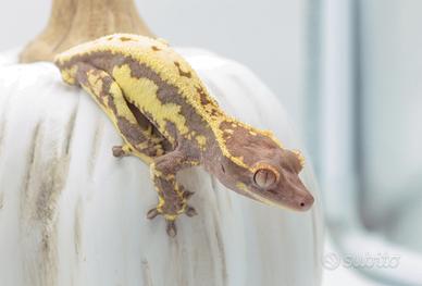 Geco ciliatus
