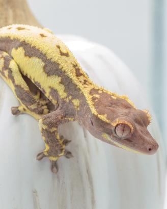 Geco ciliatus