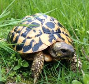 tartarughe hermanni