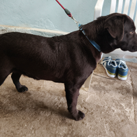 Cuccioli di labrador retriever puro chocolate