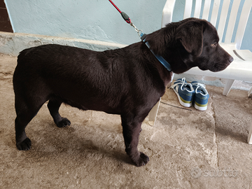 Cuccioli di labrador retriever puro chocolate