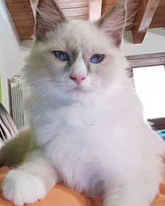 Ragdoll