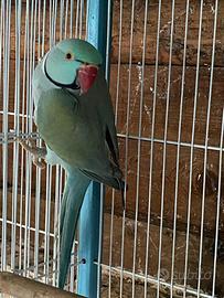 Parrocchetti dal collare coppia