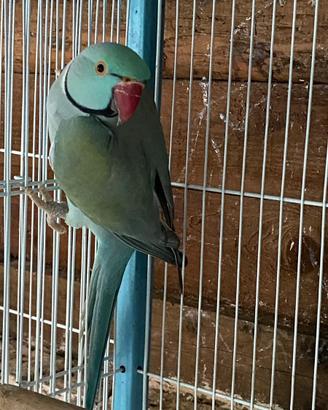 Parrocchetti dal collare coppia