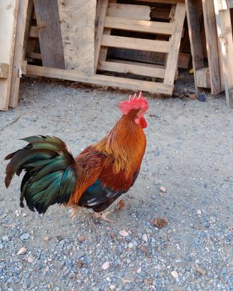 Galli diverse razze