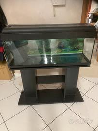 Acquario