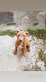 Pit bull cucciolo