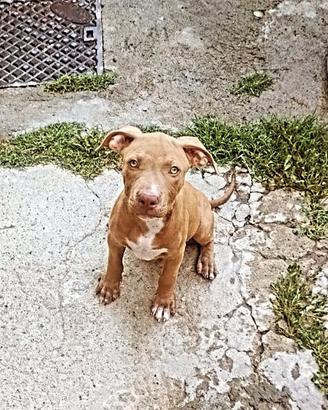 Pit bull cucciolo