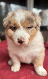 Cuccioli pastore Australiano