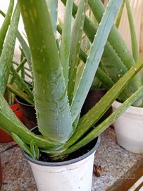 piante di aloe vera  45 cm altezza  5 euro ognuna