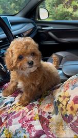 Maltipoo toy