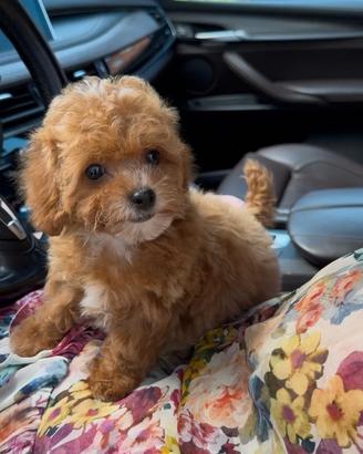 Maltipoo toy