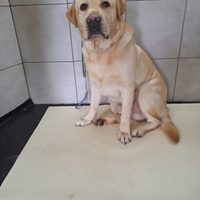 Labrador giallo e chocolate fattrici