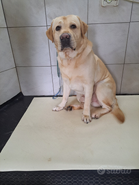 Labrador giallo e chocolate fattrici