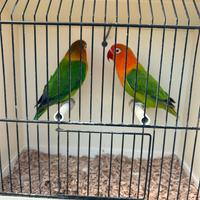 Coppia Agapornis Fischer opalino