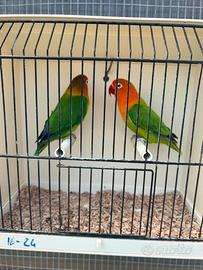 Coppia Agapornis Fischer opalino