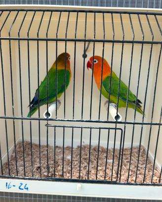 Coppia Agapornis Fischer opalino