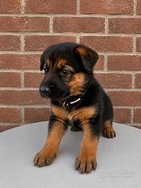 Rex - Splendido cucciolo di Pastore nero focato