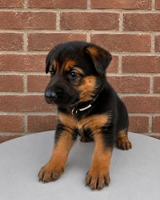 Rex - Splendido cucciolo di Pastore nero focato