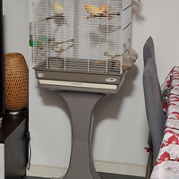 Gabbia con 3 canarini