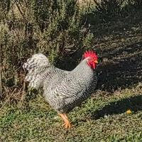 Galli Marans, Amrock e Millefiori