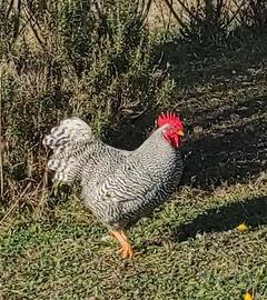 Galli Marans, Amrock e Millefiori