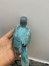 Parrocchetti opalini /ct
