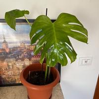 Monstera Deliciosa – Pianta tropicale elegante 🌿