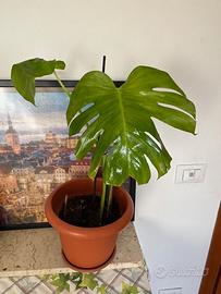 Monstera Deliciosa – Pianta tropicale elegante 🌿