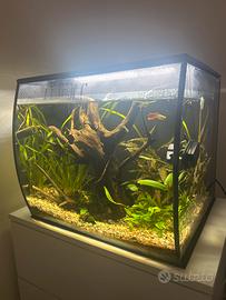 Acquario Fluval 57 litri