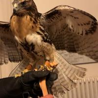 Poiana Codarossa (Buteo jamaicensis) 2024