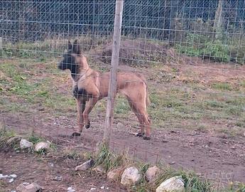 Malinois femmina