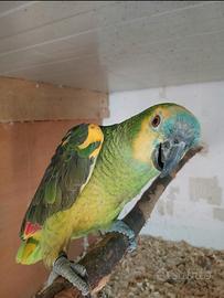 Pappagallo