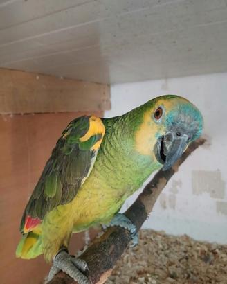 Pappagallo