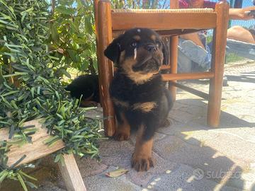 Cuccioli rottweiler