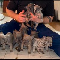 Bulldog francese blu merle occhi azzurri