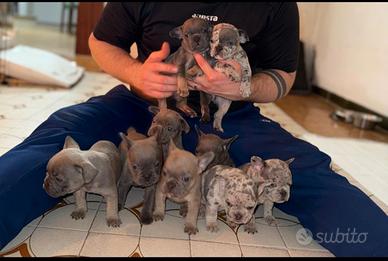 Bulldog francese blu merle occhi azzurri
